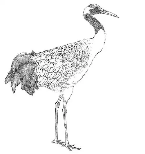 何如敛翅水边立,飞上云松栖稳枝.千姿百态白描丹顶鹤系列学习