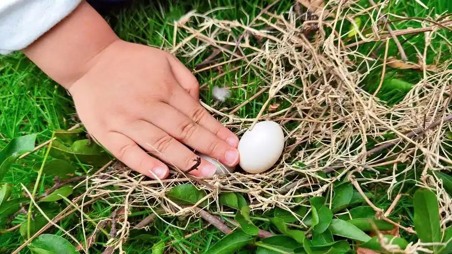 看,斑鸠蛋,奶奶说斑鸠我们这里俗称野鸽子.