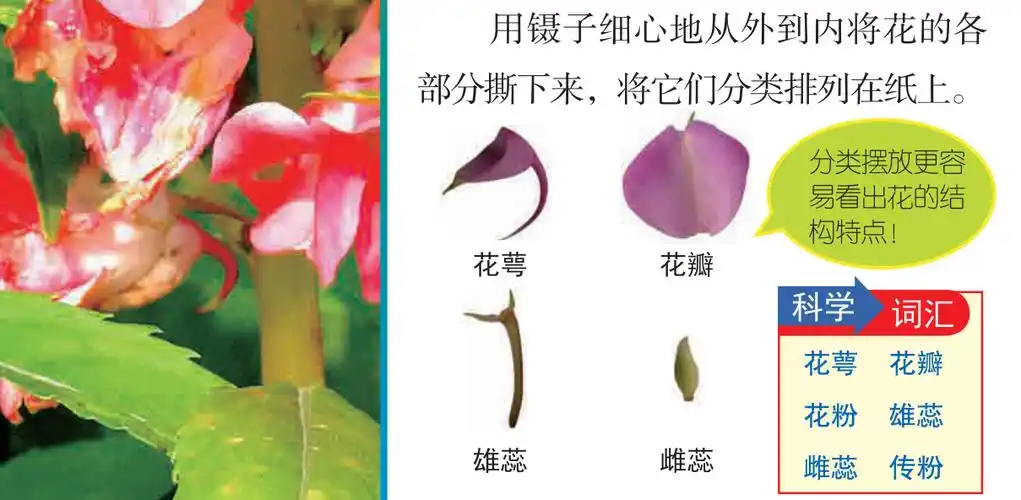 四下新教材 第5课凤仙花开花了 是花瓣还是花萼