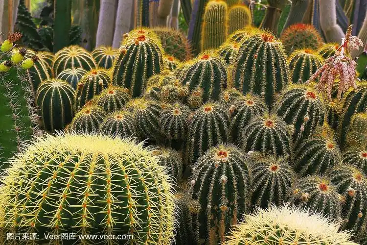 仙人掌和肉质植物在自然界美丽:绿色茂盛的植物花园在沙漠景观