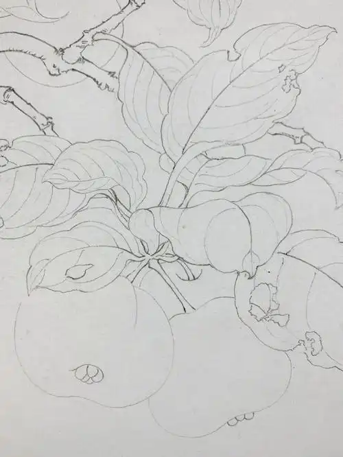 工笔画学习必备之最严谨的底稿制作