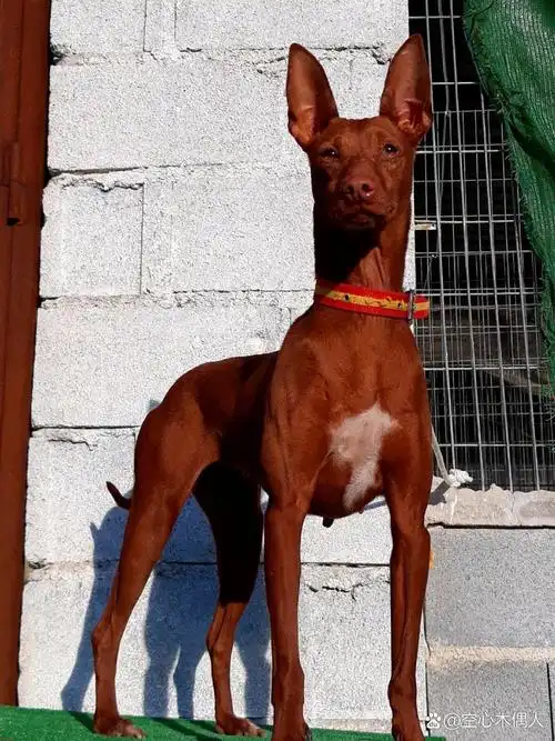 法老王猎犬! 西班牙三千多年前引进的埃及犬!