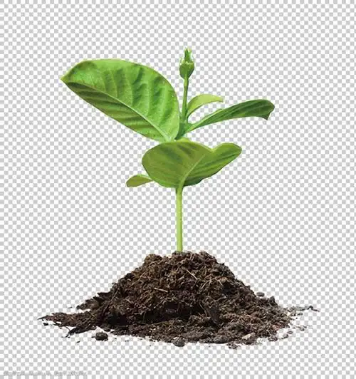 小树苗泥土免抠png透明图层素材