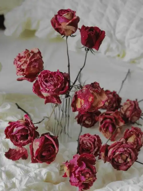 晒干花爸爸的月季被我剪了