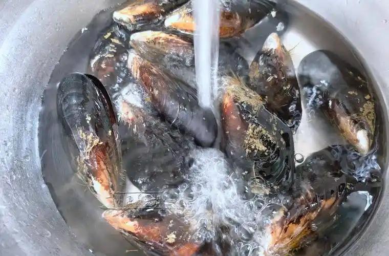 立冬将至,这平民海鲜正肥美,切点秋天的萝卜煮汤喝