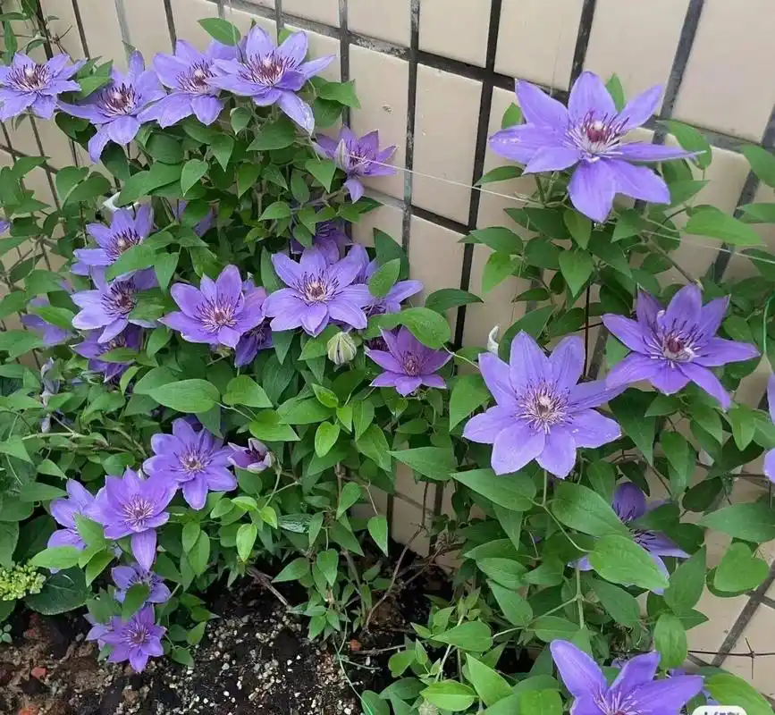 巴黎风情铁线莲 开花太诱人了