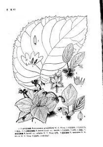 蝴蝶卵简笔画欣赏 简笔画图片大全-普车都