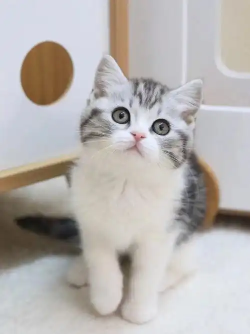 美短起司猫所有猫里品相超甜蹲一枚家长