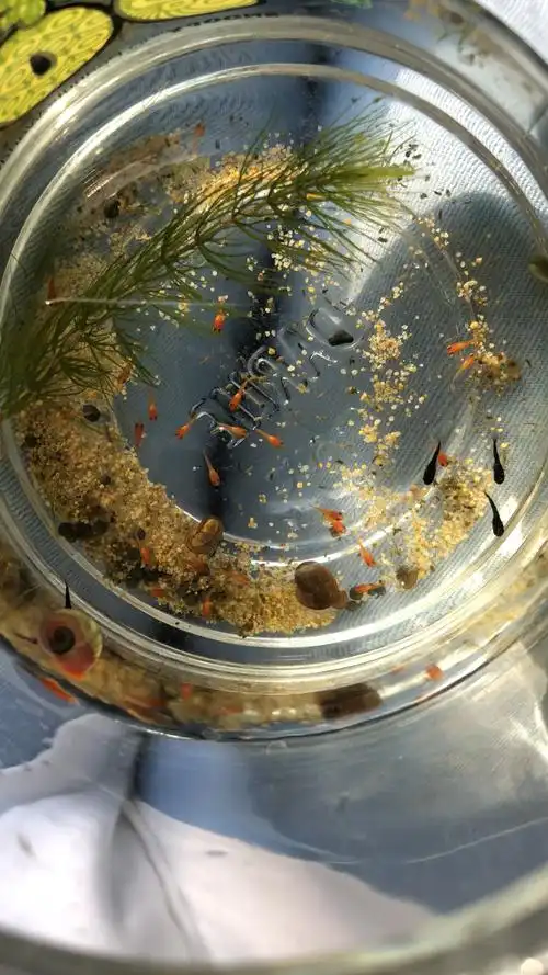 一群玛丽鱼宝宝