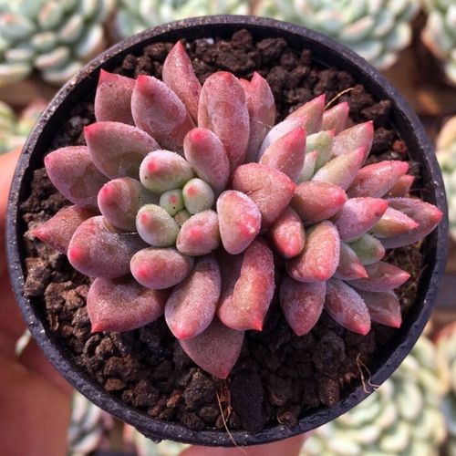 红蜻蜓所罗门群生多肉植物肉肉组合贵货盆栽办公桌面阳台防辐射