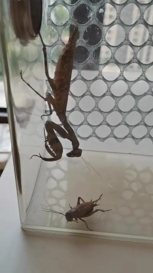 印尼双盾菱螳捕食双斑大蟋