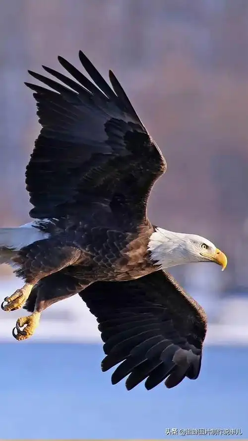 有关雏鹰的名言关于雄鹰的励志名言或对联