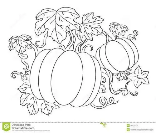 简单南瓜叶简笔画