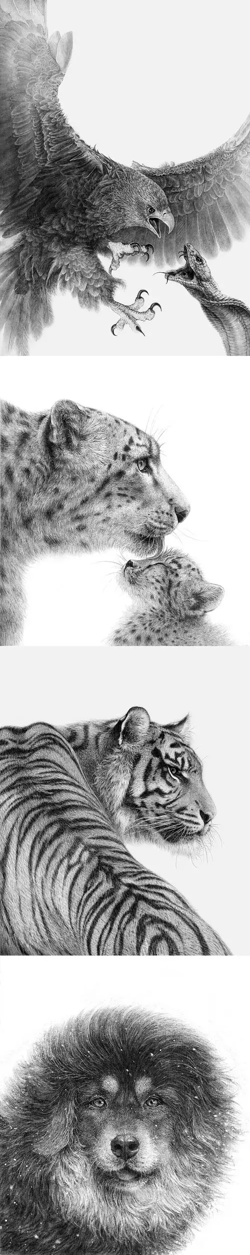 野生动物素描插画