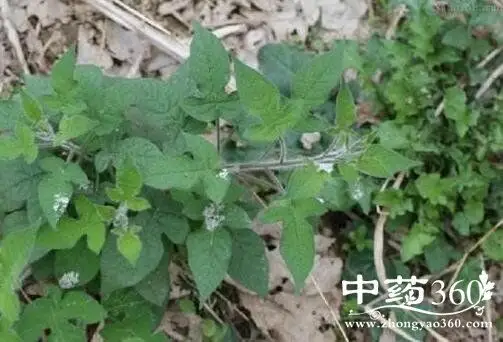 白毛藤具有清热,利湿,祛风,解毒的功效,主治疟疾,黄疸,水肿