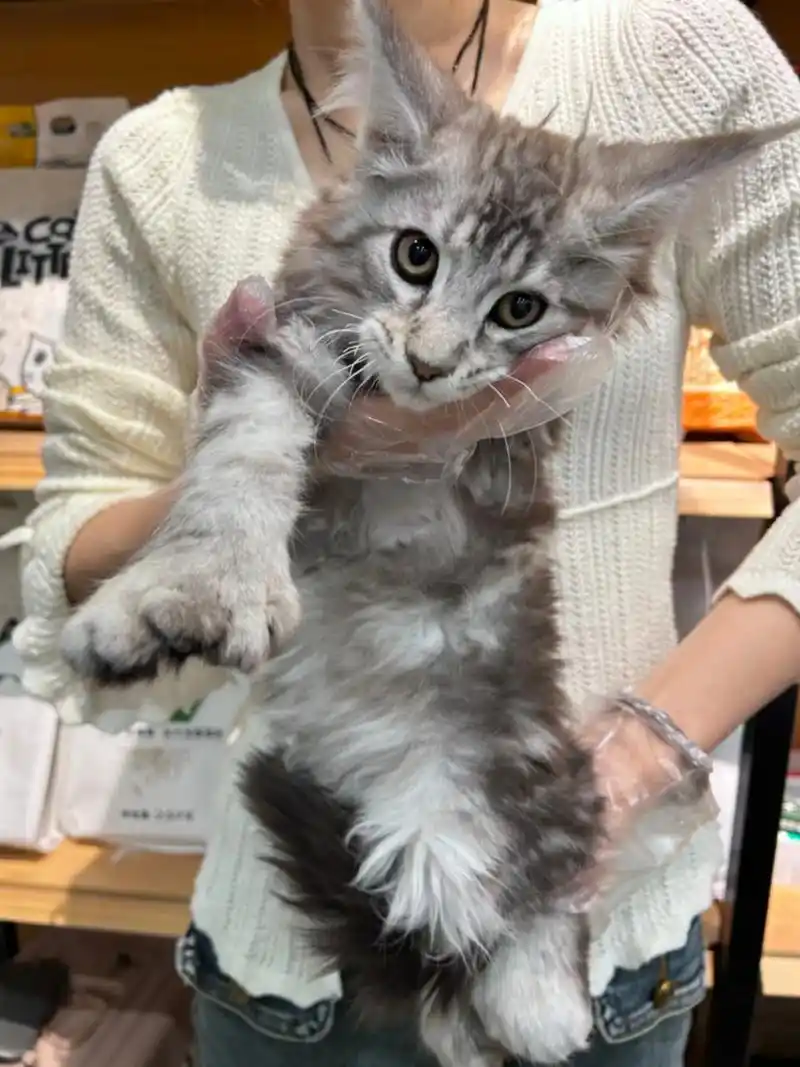 大宝宝缅因求领养.脾气好还粘人的plus版猫猫谁不心动呢 你 - 抖音