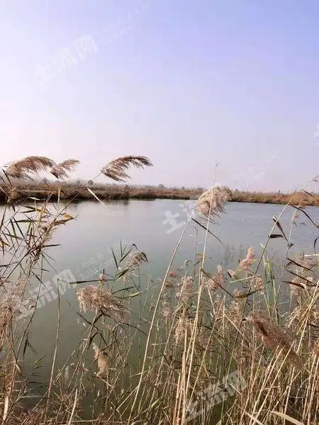 菏泽曹县800亩坑塘出租