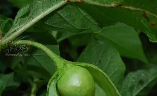 三分三如何使用 教你三分三用法