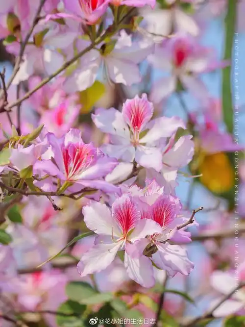 广州宫粉紫荆烂漫迎春##广州洋紫荆花惊艳盛放##紫荆花已经开满崭个
