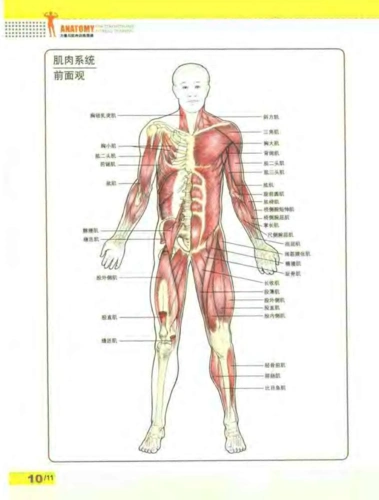 求:人体肌肉分布图 高清带文字