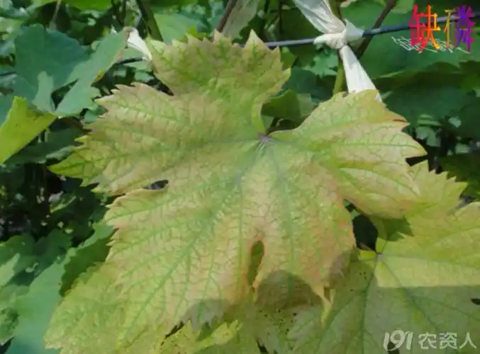 葡萄缺磷的表现