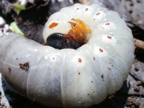 毛毛虫,白色,母鸡,盲女,tecpan,昆虫