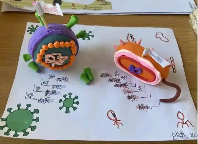 "双减"进行时丨杭锦旗城镇初级中学:别样的生物模型展示让校园生活更