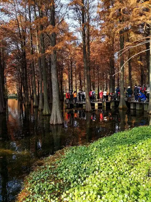 水上森林-青西郊野公园----20201204 写美篇青西郊野公园位于青浦区西