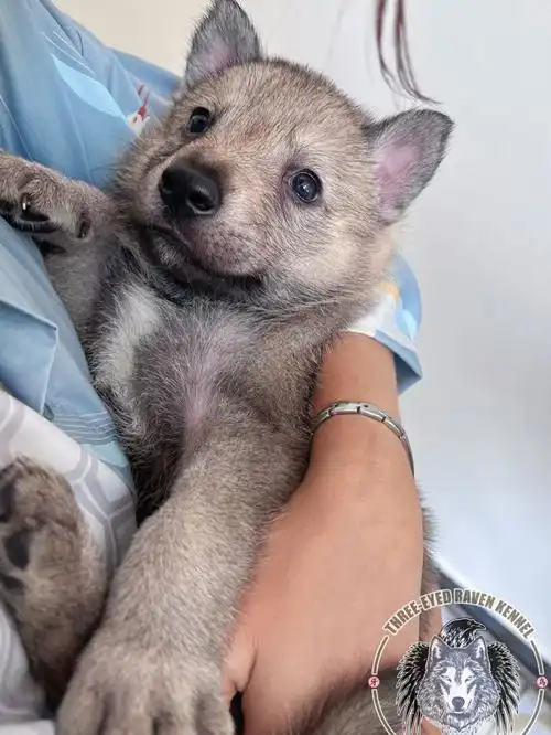 呜呜捷克狼犬小时候这么萌的嘛