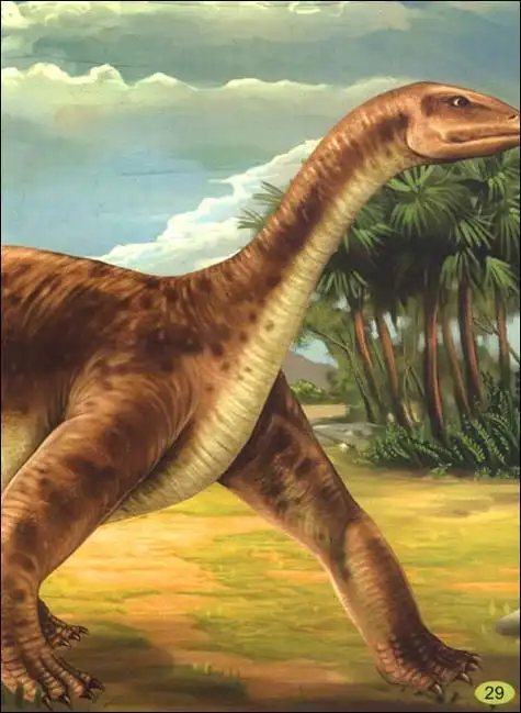 p>原颌龙(protognathosaurus)是蜥脚形亚目(sauropodomorpha), a