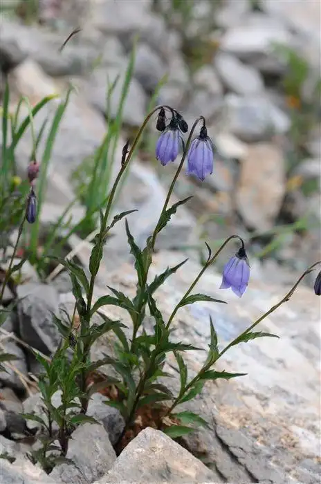 沙参图片 沙参草本野菜植物图片
