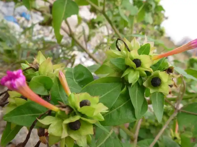 紫茉莉图片和介绍
