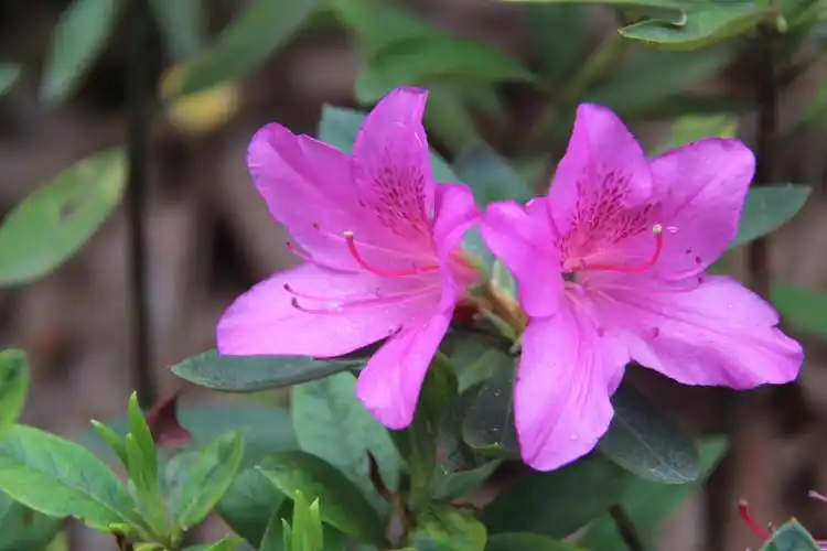 植物园,您春的样子真美