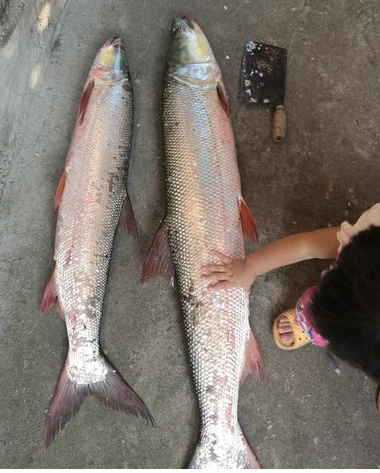 人称铜头鱼性格凶猛长得快以前水库常见如今千元一条