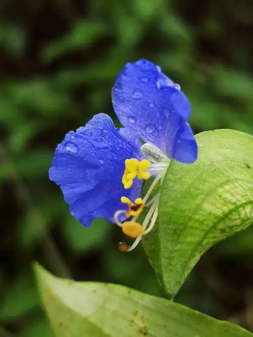 【摄影原创首发】雨中翠蝴蝶