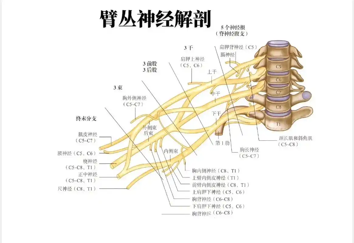 臂丛神经解剖.#臂丛神经 #臂丛神经损伤 - 抖音