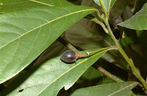 金丝楠的枝叶花果长什么样子