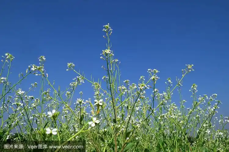 天空,蓝色,日本萝卜,前面,农业