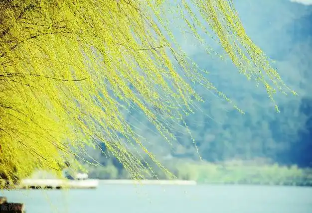 情感文字借一缕清风披一袭明媚的衣裳