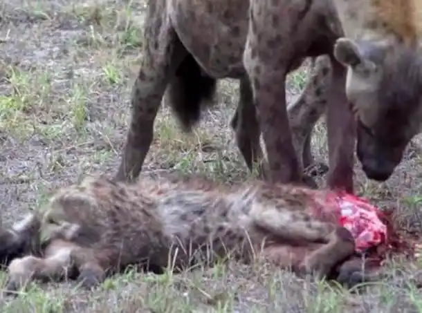 非洲二哥鬣狗当属狠中之最残杀同类不掏肛术而是选择先吃头