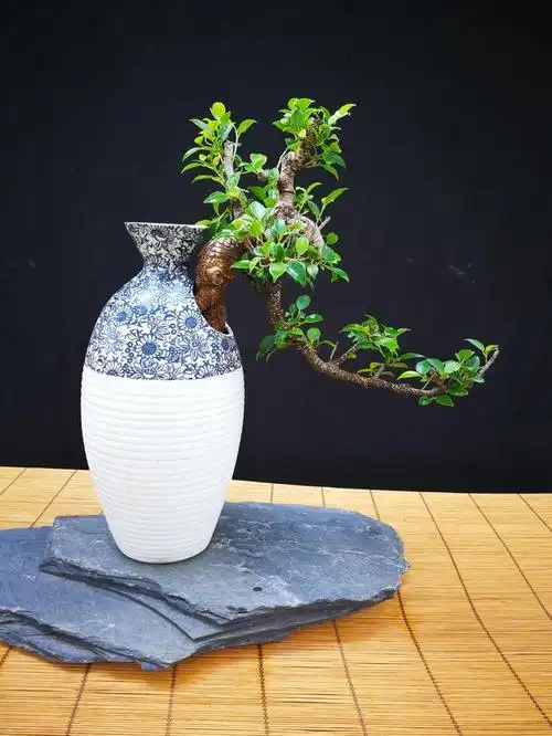 小叶榕树本站是提供个人知识管理的网络存储空间,所有内容均由用户