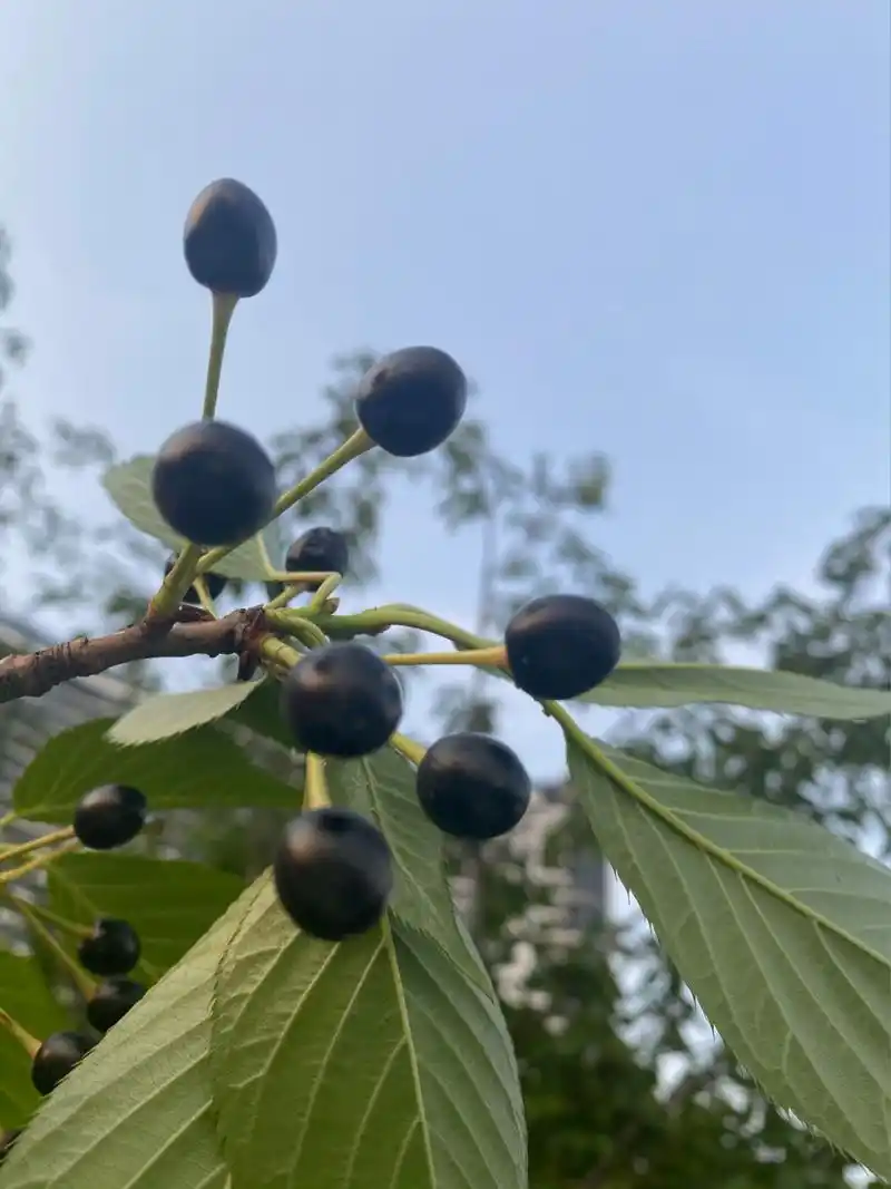 日本樱花结的果子,能吃吗? 日本樱花结的果子,能吃吗?