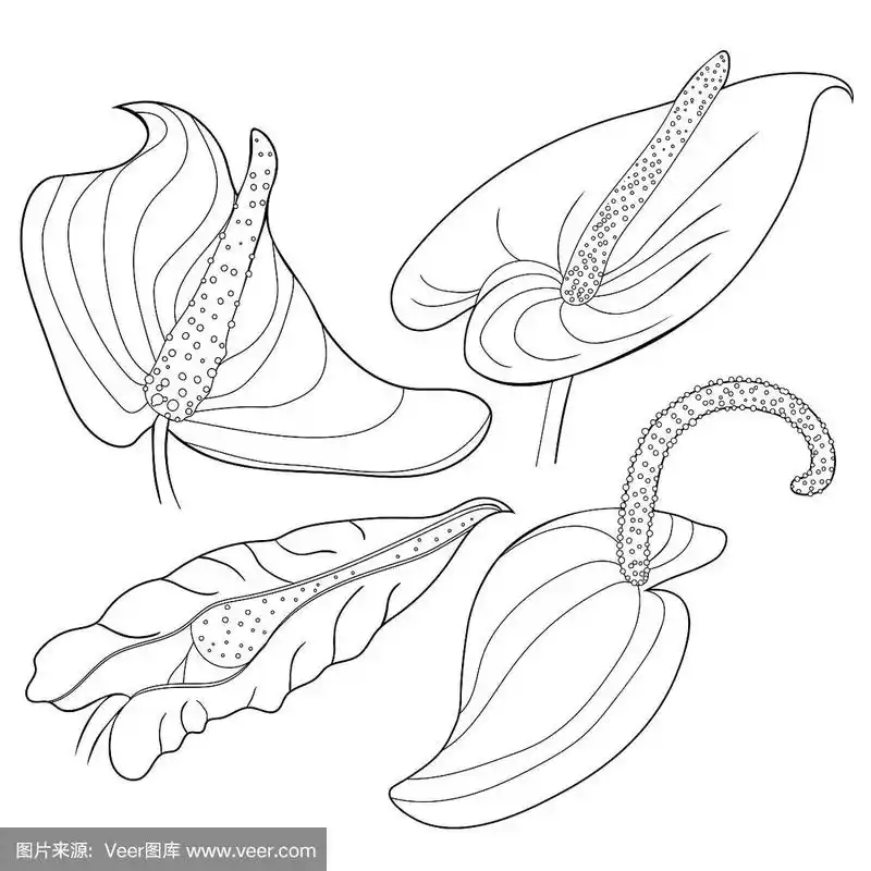 集花色为红掌花火烈鸟.矢量图