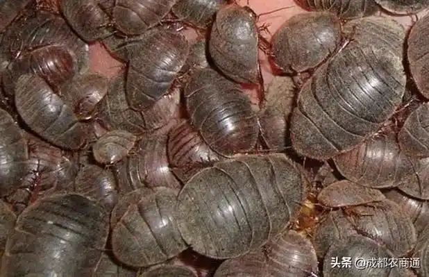 士元又叫地鳖,地乌龟等,是一种药用昆虫,具有化瘀止血,散瘀止 - 抖音