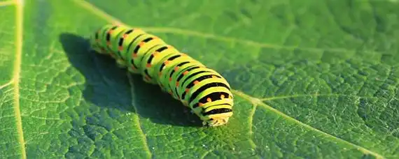 毛毛虫和蚕有什么区别