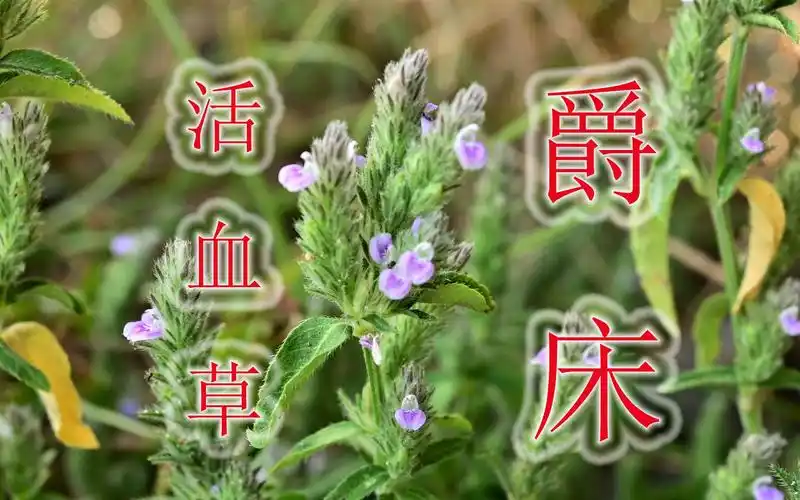 爵床,又称为黄金葡萄,金钱草,金线草等,是一种常见的中药材.