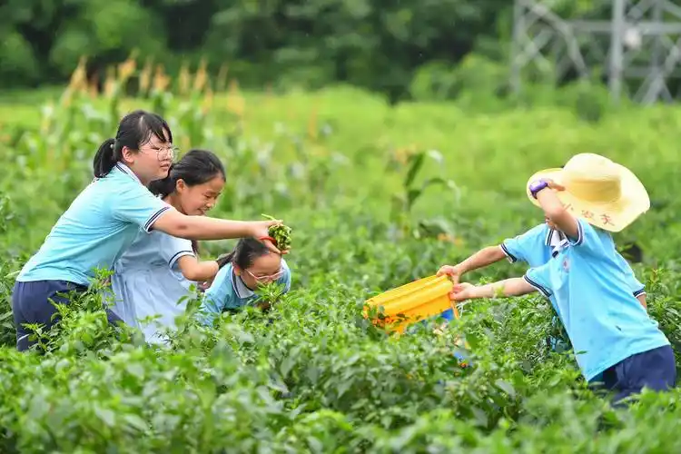 7月4日,在湘潭市先锋街道桐梓村的农耕文化体验基地,小朋友将采摘的