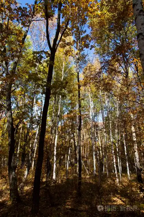 美丽的秋木取悦人们用不同的油漆