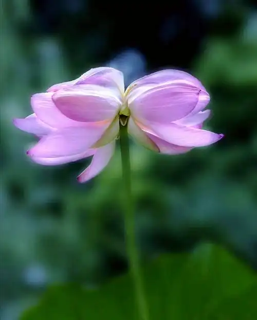 《并蒂莲》 摄影 田静 报道 蒋新建