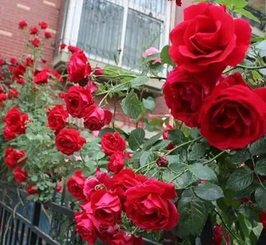 想要月季花开花多,花期更长,只要记住这4点!